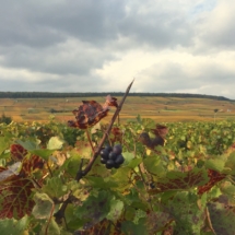 Ladoix serrigny vignoble